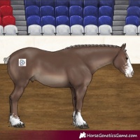 Horse Color:Silver Black Sabino
