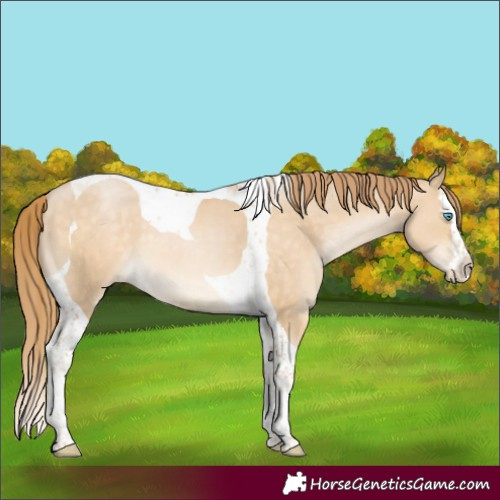 Horse Color:Buckskin Pearl Mushroom Splash Tobiano 
