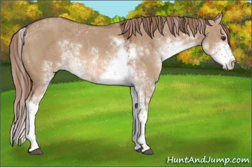 Horse Color:Red Dun Sabino 