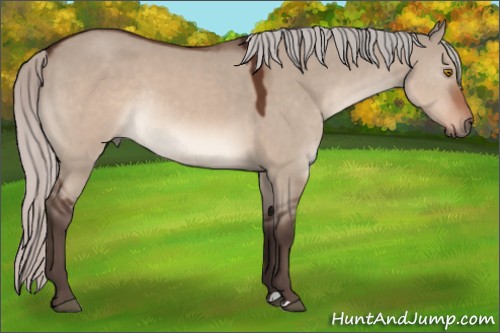 Horse Color:Silver Brown Dun Mushroom Rabicano 