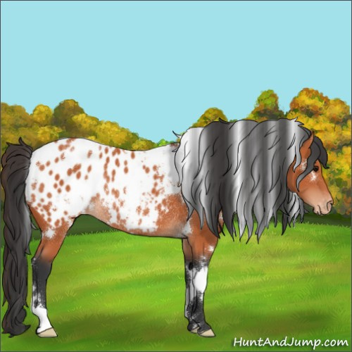 Horse Color:White Spotted Bay Appaloosa Rabicano 