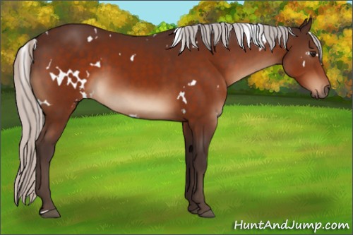 Horse Color:White Spotted Silver Bay 