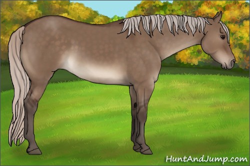 Horse Color:Silver Brown Dun Rabicano 
