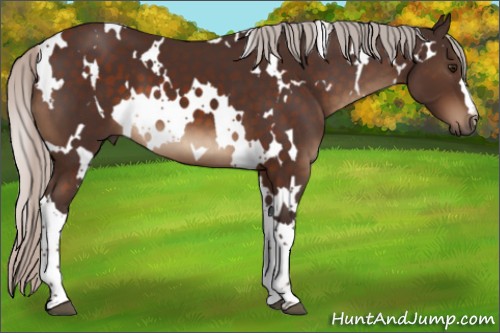 Horse Color:White Spotted Silver Brown 