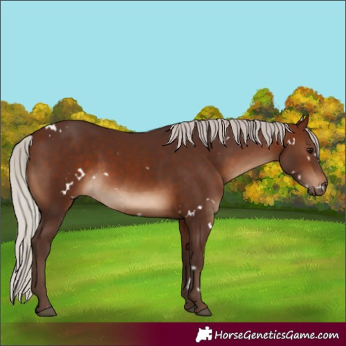 Horse Color:White Spotted Silver Brown 