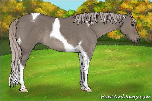 Horse Color:Silver Grullo Tobiano 