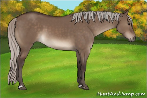 Horse Color:Silver Brown Dun 
