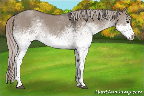 Horse Color:White Spotted Silver Grullo Rabicano 