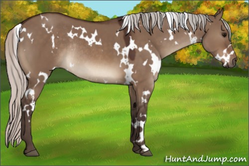 Horse Color:White Spotted Silver Brown Dun Rabicano 