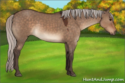 Horse Color:Silver Brown Dun Rabicano 