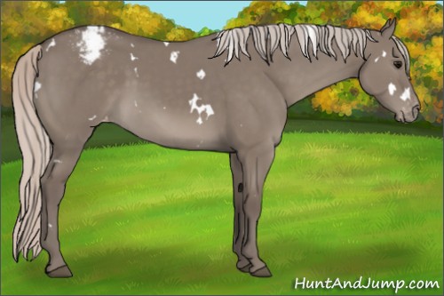 Horse Color:White Spotted Silver Grullo Appaloosa Rabicano 