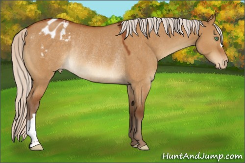 Horse Color:Silver Buckskin Dun Appaloosa Rabicano 