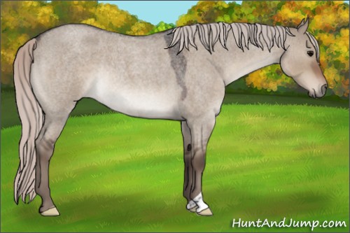 Horse Color:Silver Grullo Roan Rabicano 
