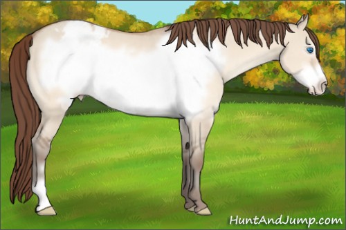 Horse Color:Amber Champagne Dun Frame Appaloosa 