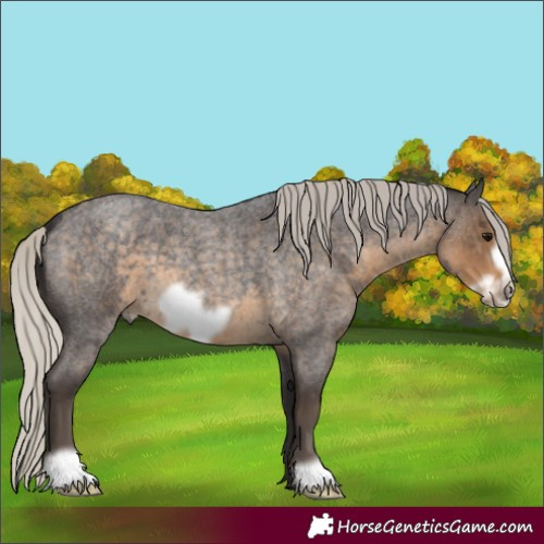 Horse Color:Silver Smoky Blue Roan Frame 