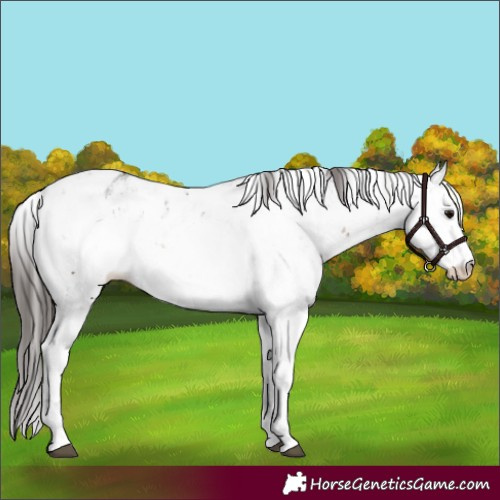 Horse Color:Brown Sabino Near Leopard