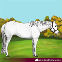 Horse Color:Brown Sabino Near Leopard 