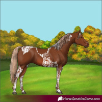 Horse Color:Chestnut  and Chestnut Tobiano 