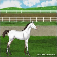 Horse Color:Bay Dun Near Fewspot 