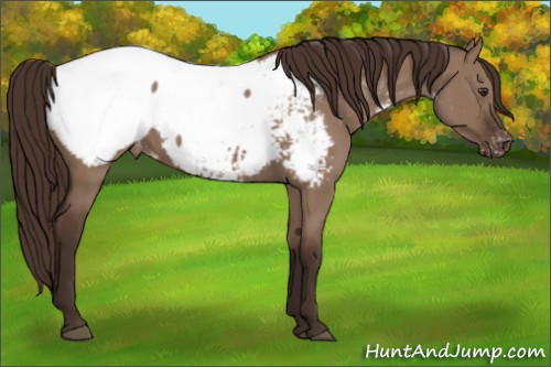 Horse Color:Liver Red Dun Appaloosa 