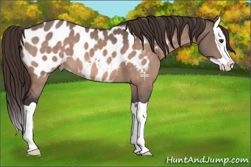 Horse Color:Brown Dun Mushroom Splash Appaloosa 