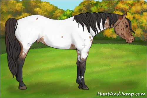 Horse Color:Brown Dun Appaloosa Brindle 