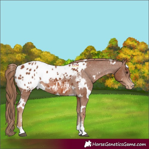 Horse Color:White Spotted Chestnut Blanket 