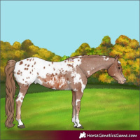 Horse Color:White Spotted Chestnut Appaloosa 