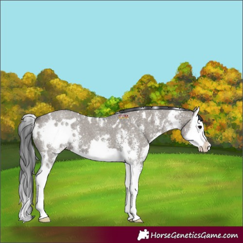 Horse Color:White Spotted Grullo Sabino Splash