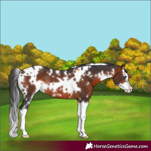 Horse Color:White Spotted Brown Splash Rabicano 