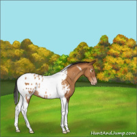 Horse Color:Gray Amber Champagne Tobiano Appaloosa Rabicano 