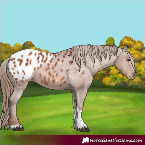 Horse Color:Chestnut Tobiano Blanket Rabicano 
