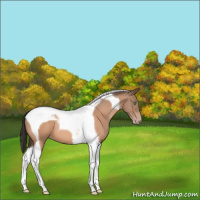 Horse Color:Sable Champagne Tobiano 