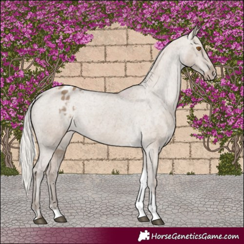 Horse Color:Silver Grullo Tobiano Appaloosa Rabicano 