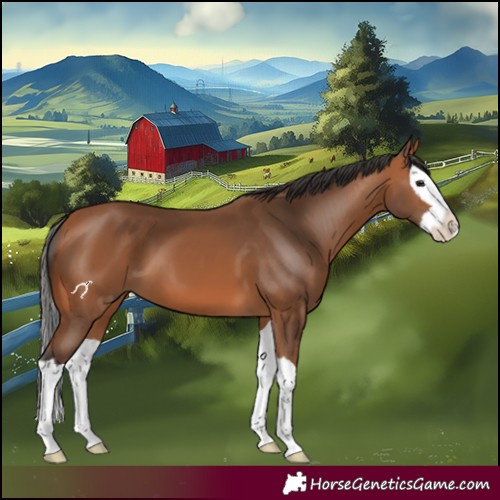 Horse Color:Bay Splash 