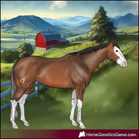 Horse Color:Bay Splash 