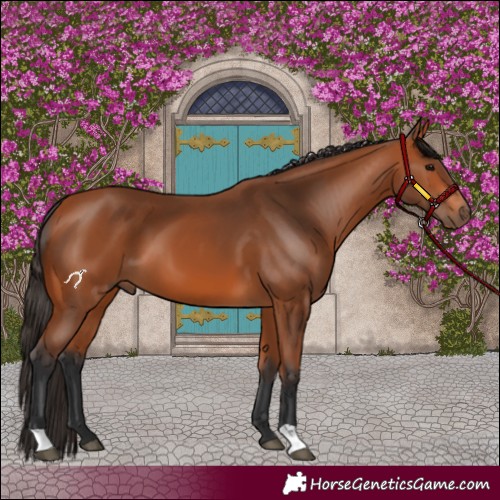 Horse Color:Bay 