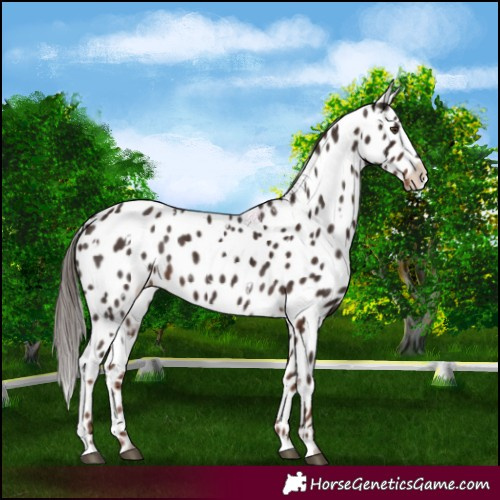 Horse Color:White Spotted Liver Chestnut Appaloosa 