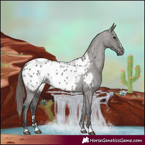 Horse Color:Grullo Appaloosa Rabicano 