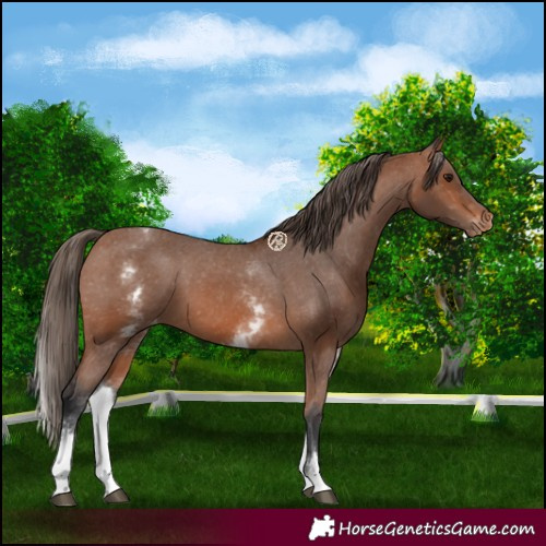 Horse Color:White Spotted Bay Appaloosa Rabicano 