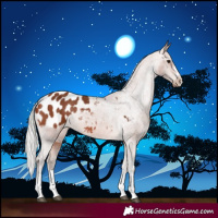 Horse Color:Silver Brown Appaloosa Rabicano