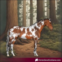 Horse Color:White Spotted Bay 