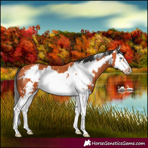 Horse Color:Bay Splash Frame