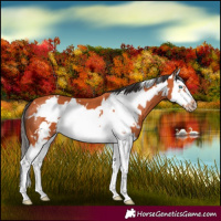 Horse Color:Bay Splash Frame 