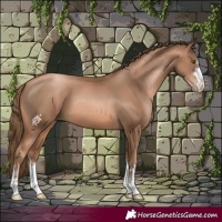 Horse Color:Liver Chestnut Pearl 