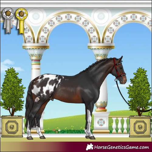 Horse Color:Brown Tobiano Blanket Rabicano