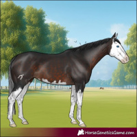 Horse Color:Brown Splash 