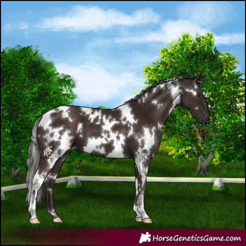 Horse Color:White Spotted Liver Chestnut 