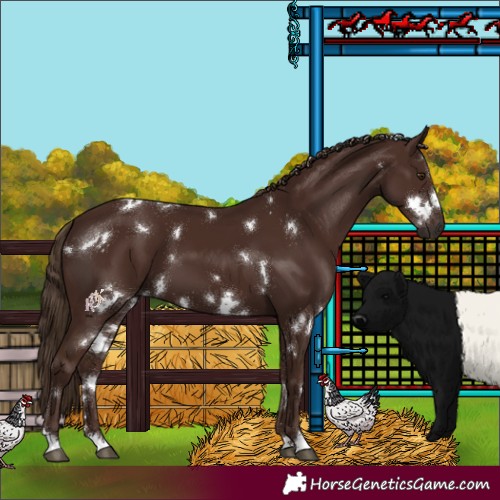 Horse Color:White Spotted Liver Chestnut 