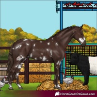 Horse Color:White Spotted Liver Chestnut 